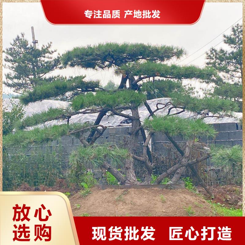 信誉好的景观松生产厂家同城公司