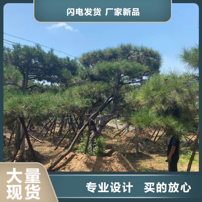 造型松每一处都是匠心制作一站式供应厂家