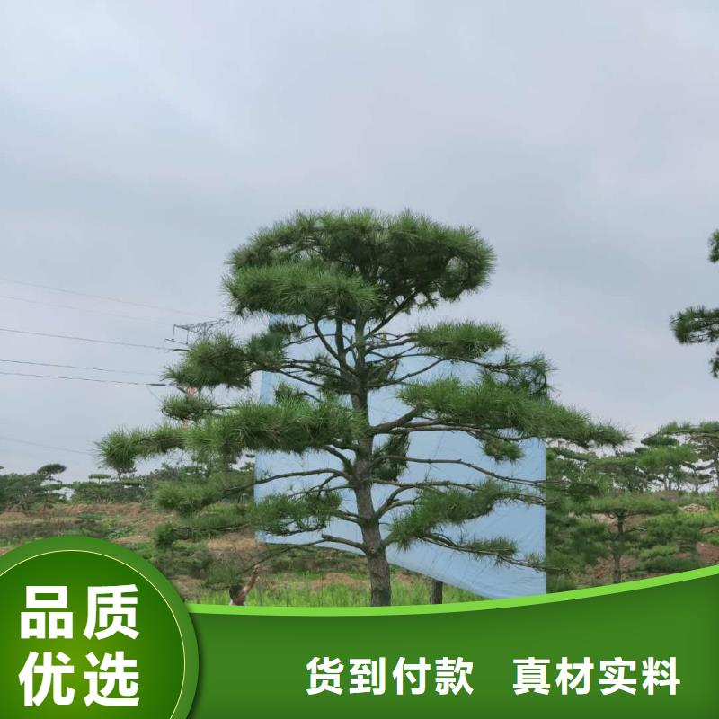 造型松比同行节省10%品质服务诚信为本