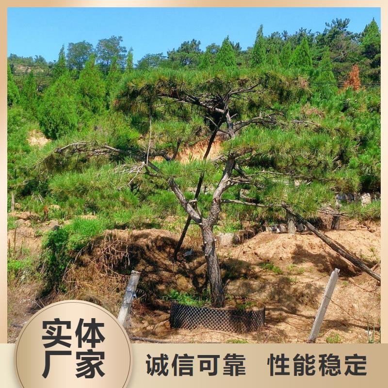 库存充足的造型迎客松供货商诚信商家