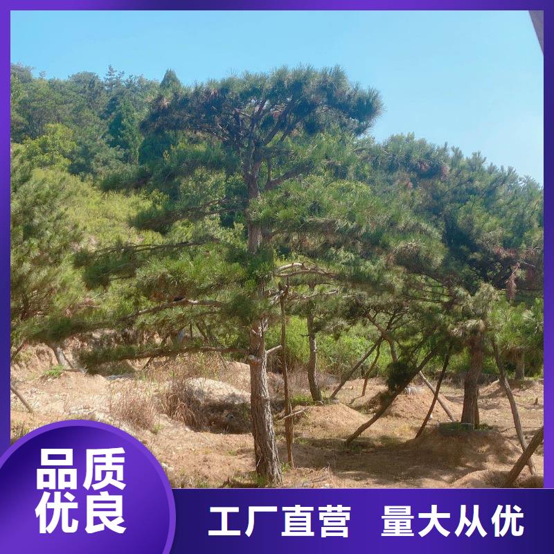 造型景观松现货批发当地经销商