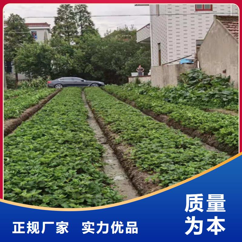白雪草莓苗同城生产商
