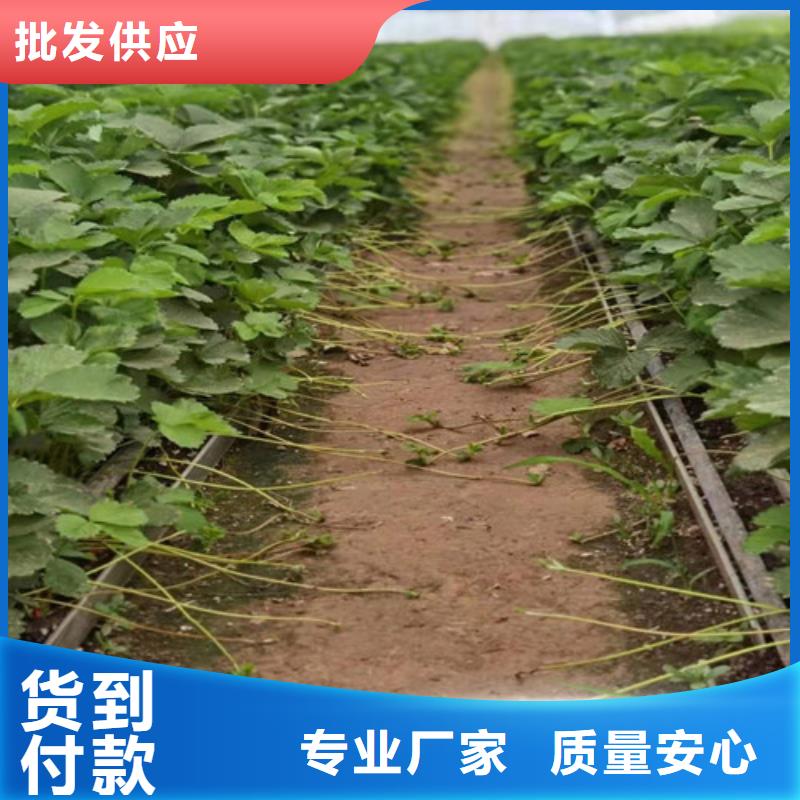 白雪小町草莓苗源头厂家量大价优