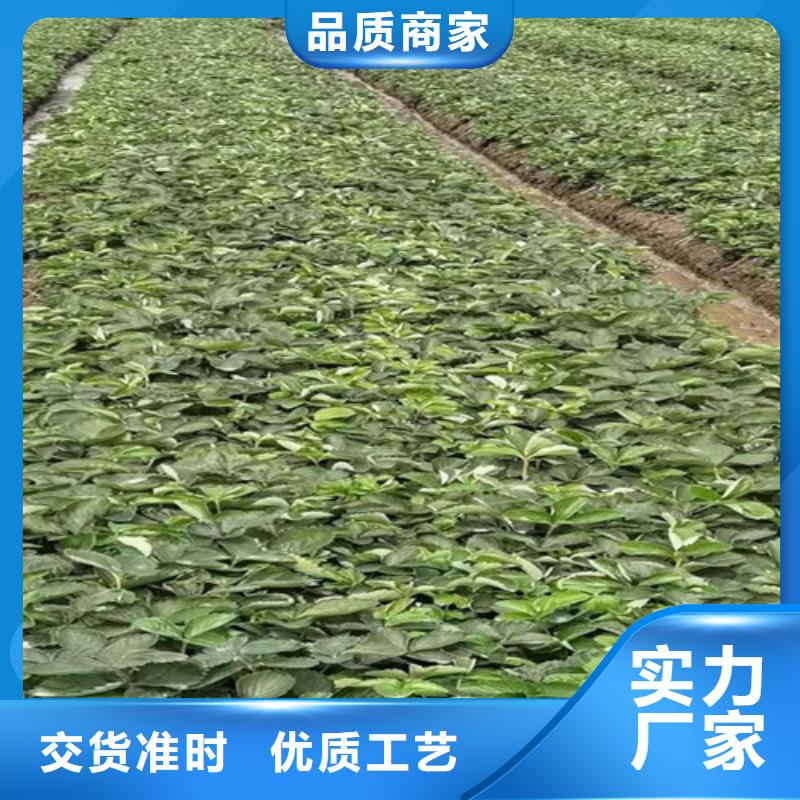 草莓苗_猕猴桃苗种类多质量好多年实力厂家