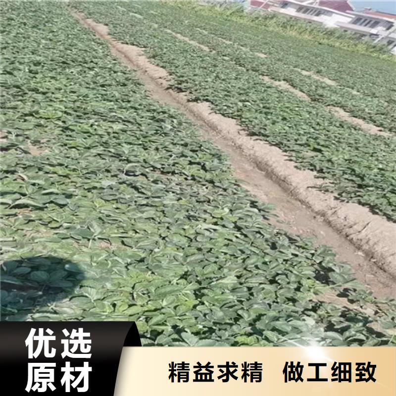 草莓苗【秋月梨苗】懂您所需让利客户