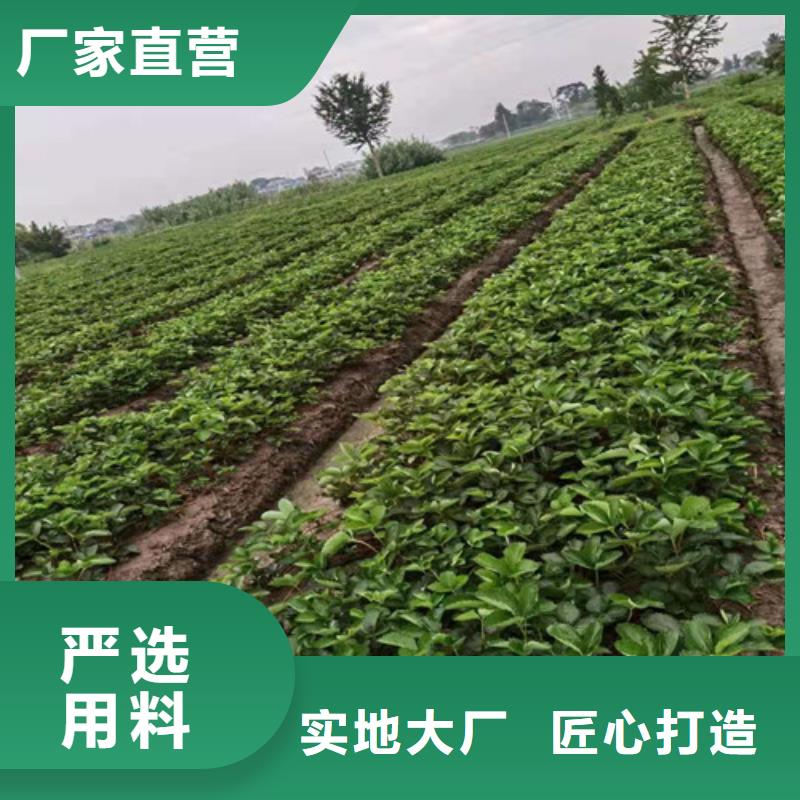 宁玉草莓苗行情同城供应商