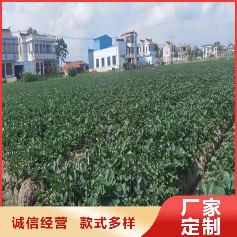 青皮无花果苗品种厂家