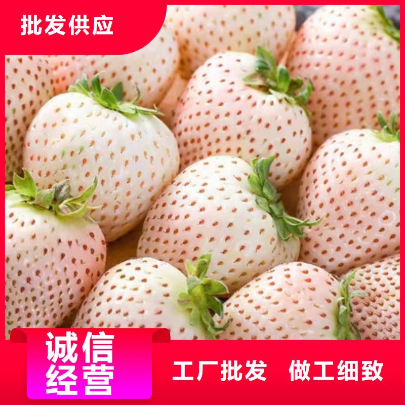 咖啡草莓苗管理方式品牌大厂家