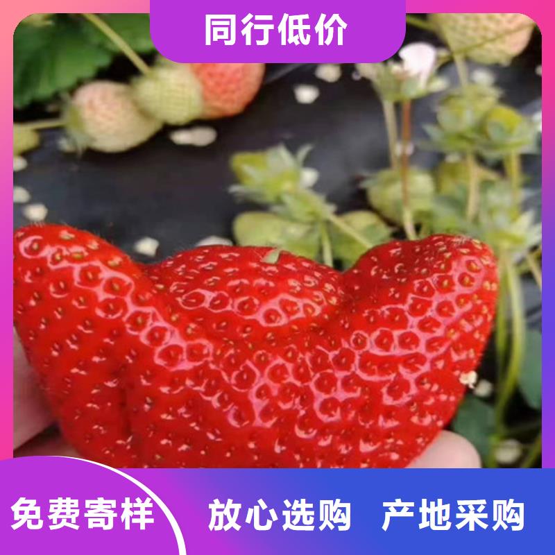 【草莓苗】红耔山楂苗合作共赢出厂严格质检