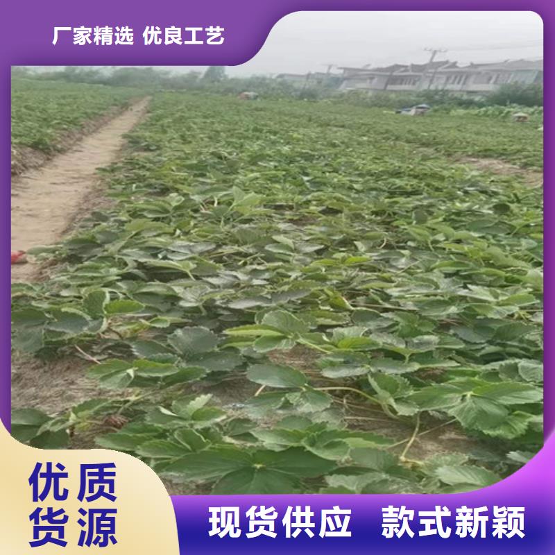 甜查理草莓苗怎么买生产经验丰富
