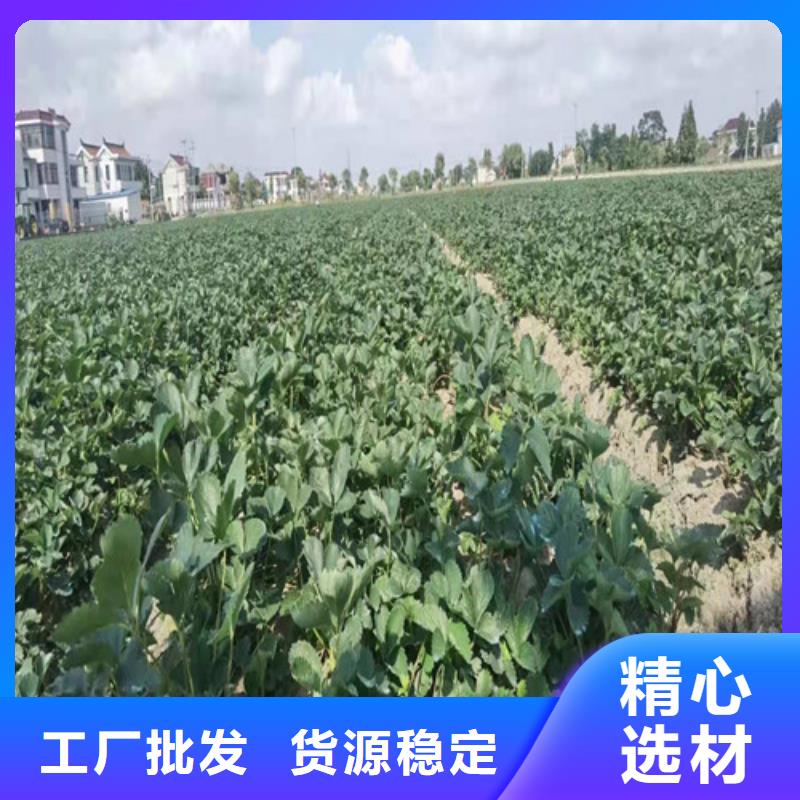 甜查理草莓苗品种大全型号齐全