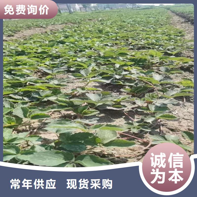 草莓苗-樱桃树苗专业完善售后当地经销商