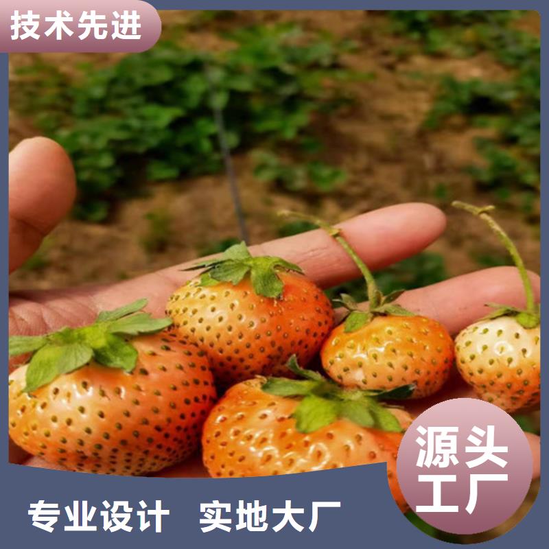 密宝草莓苗当地厂家