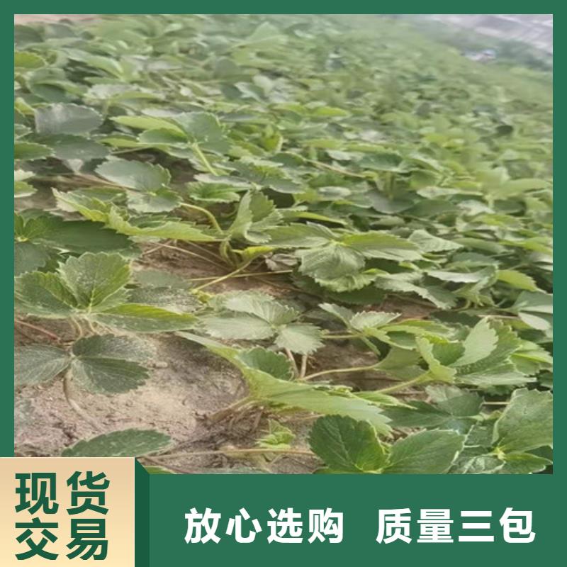 粉玉草莓苗满足客户需求
