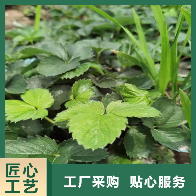 【草莓苗】山楂树苗支持非标定制本地厂家