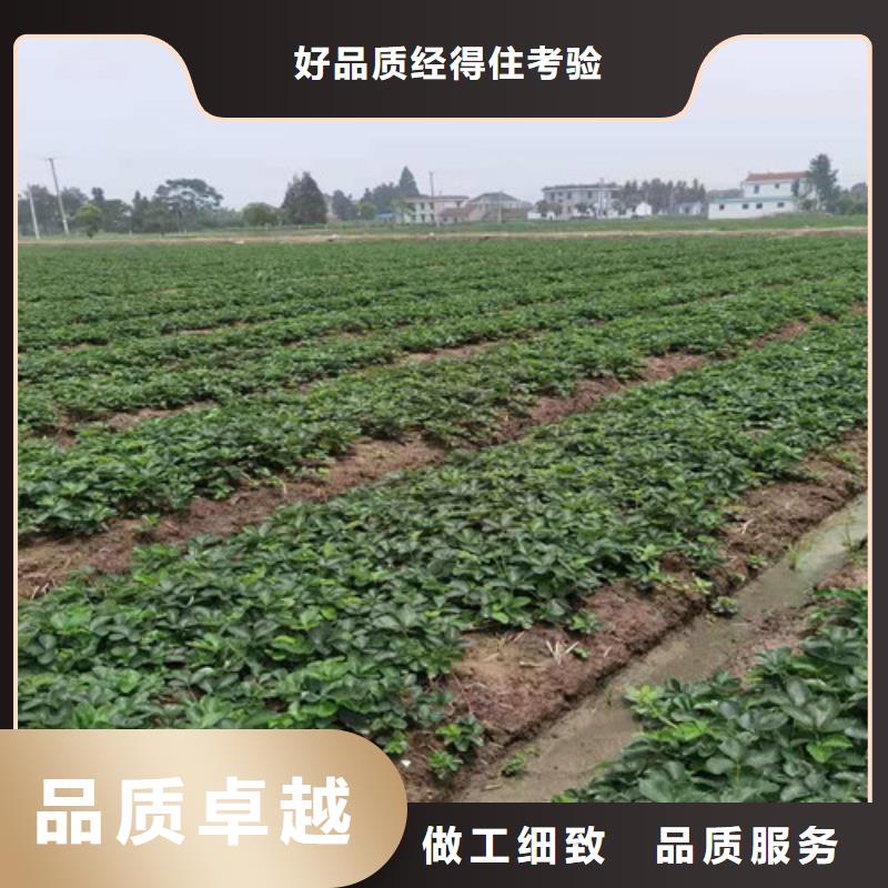 草莓苗猕猴桃苗自有厂家甄选好厂家