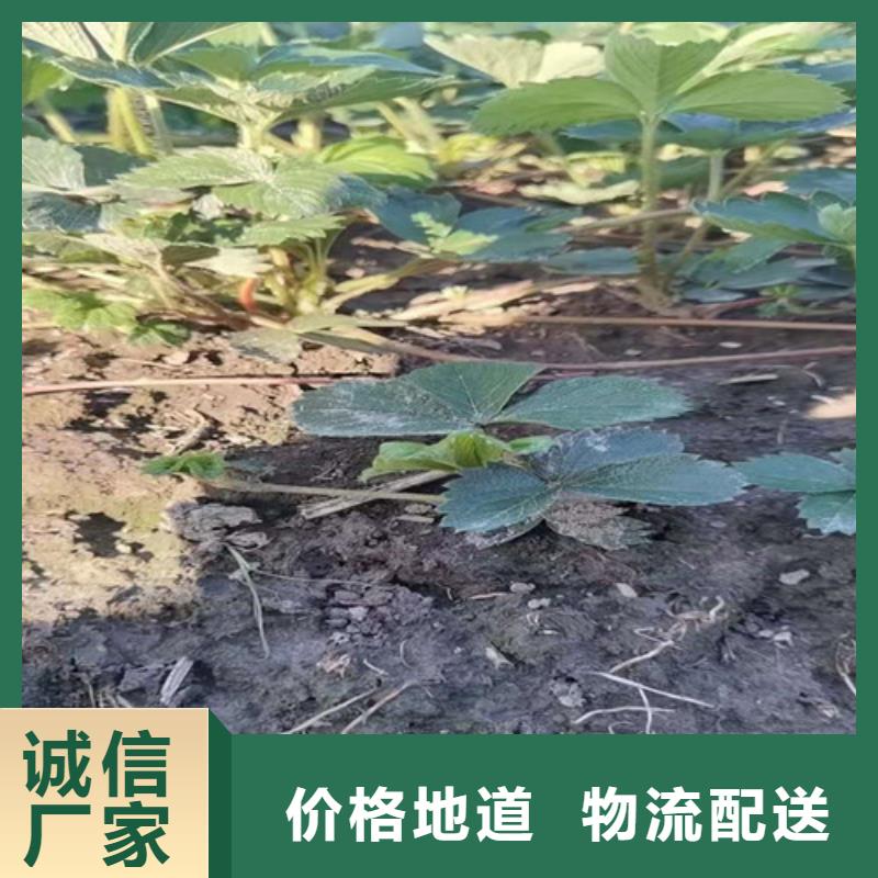 达娜草草莓苗本地货源