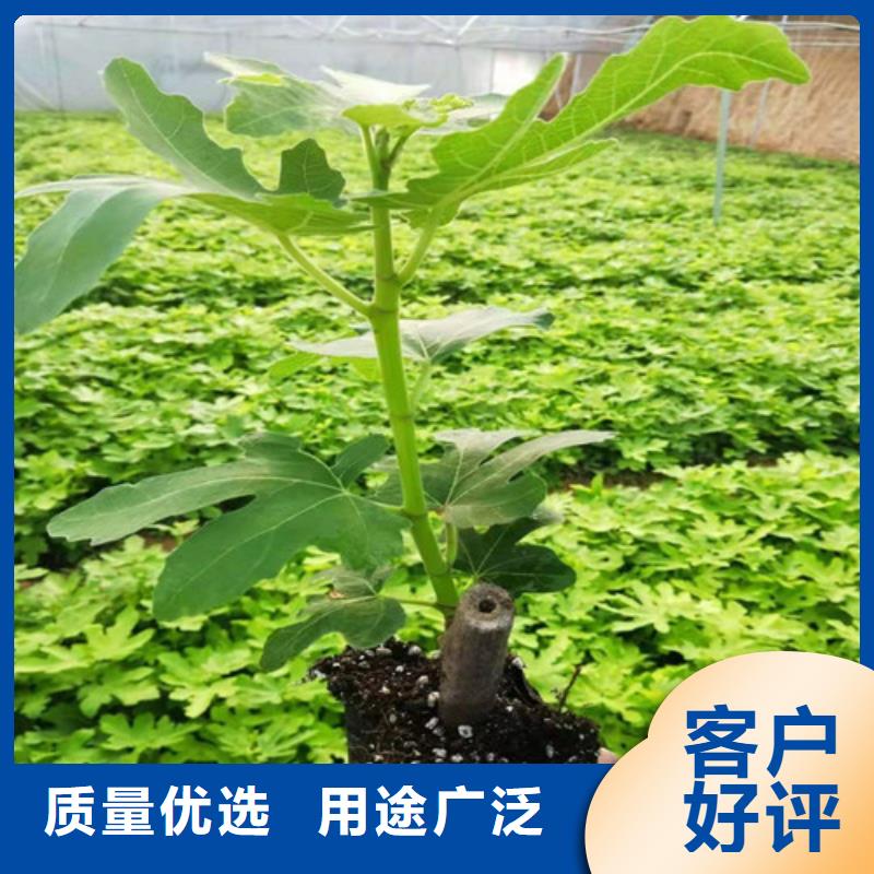 无花果,【樱桃树苗】定制定做实地大厂