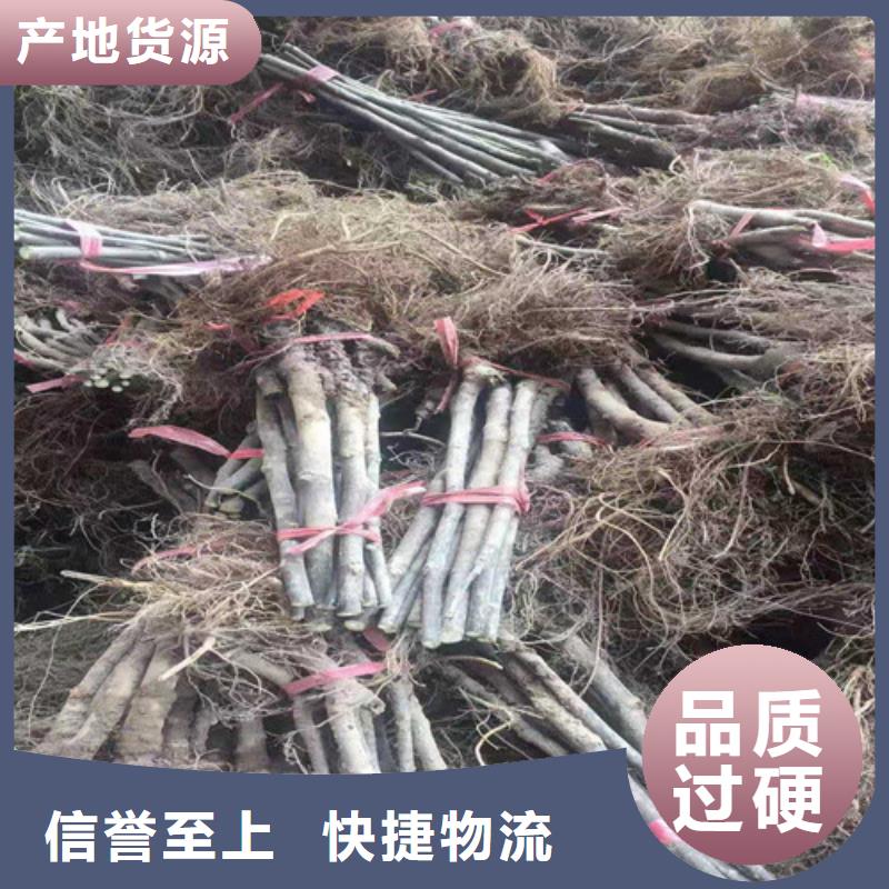 【无花果】翠冠梨苗好货采购货源足质量好