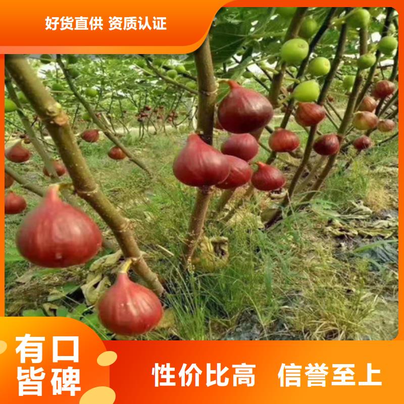 紫果无花果苗免费回电