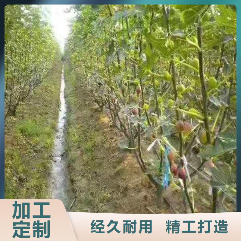 无花果,木瓜海棠苗原料层层筛选同城货源
