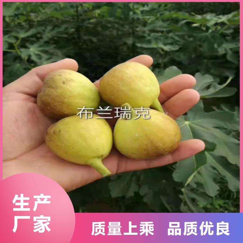 无花果海棠盆景苗质量优价格低实力雄厚品质保障