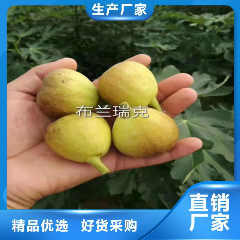 无花果-珍珠油杏质量为本发货及时