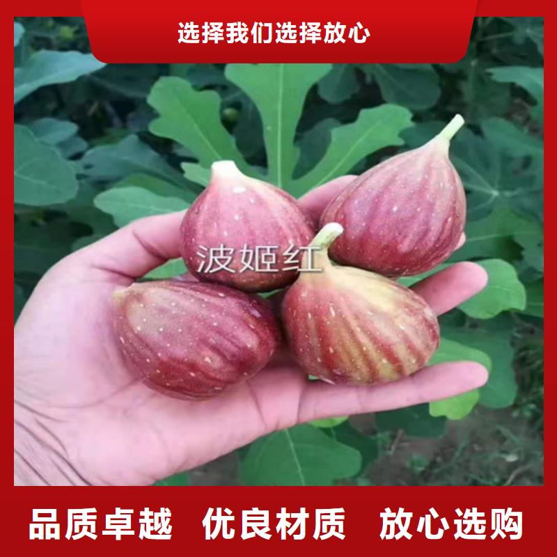 金傲芬无花果苗送货上门