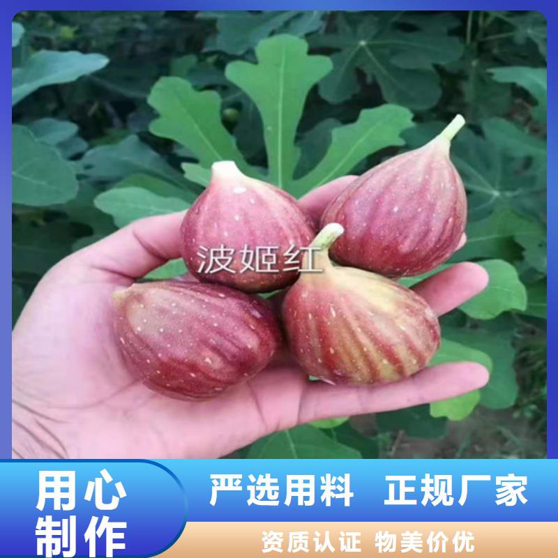 无花果核桃苗源头厂商实力商家