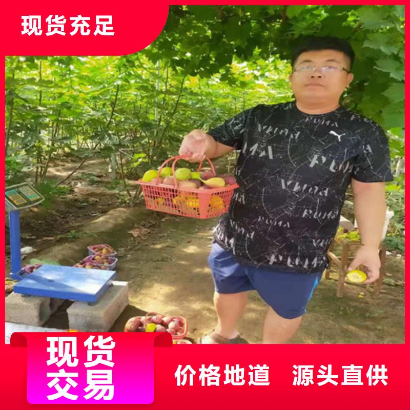 无花果梨树苗每一处都是匠心制作本地生产厂家