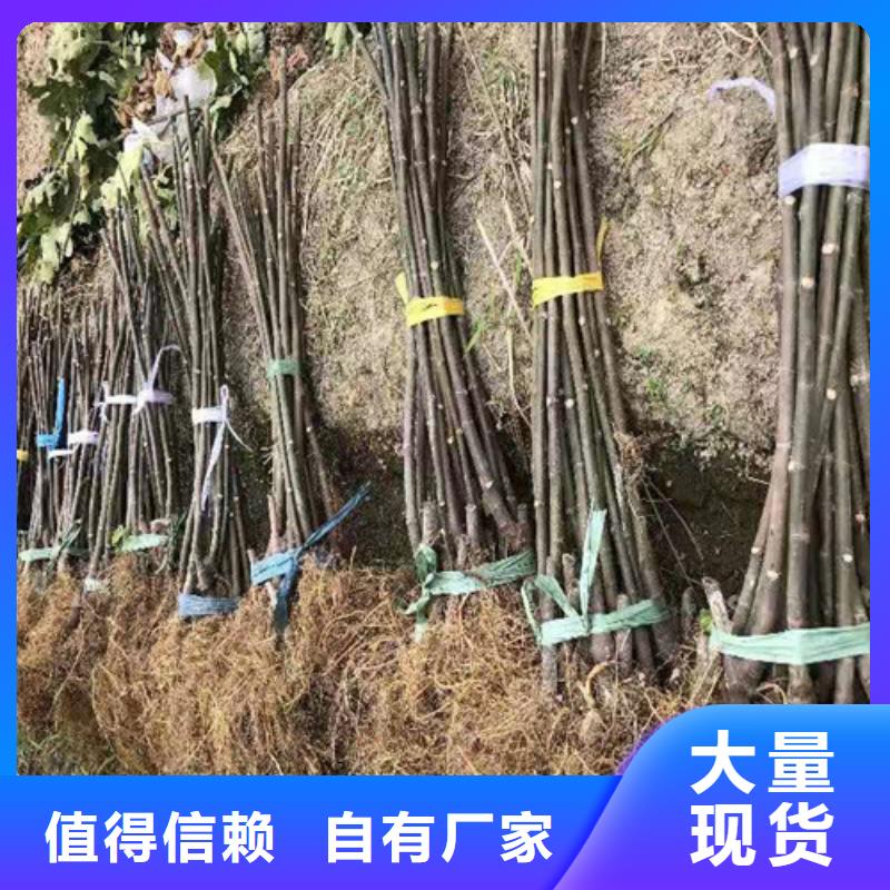 芭劳奈无花果苗当地货源