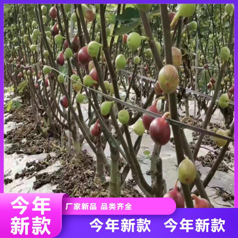 ​无花果山楂苗从厂家买售后有保障当地服务商