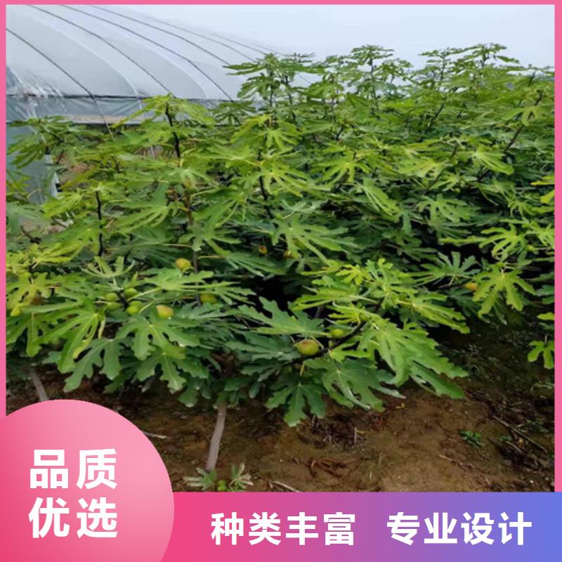 无花果_花椒苗发货迅速行业优选