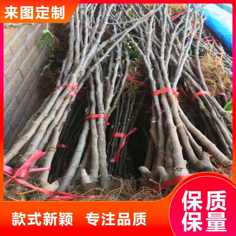 波姬红无花果苗同城公司
