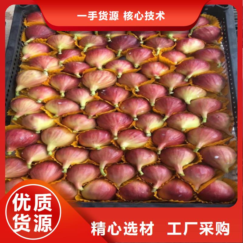 无花果【冬枣苗】供您所需实时报价