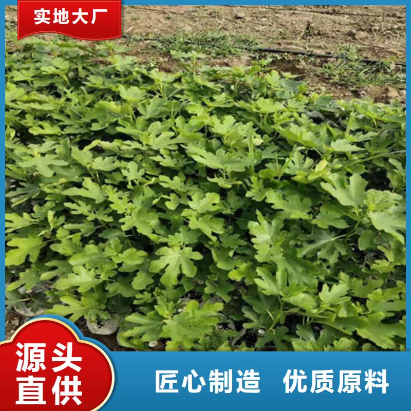 斯特拉无花果树规格型号全