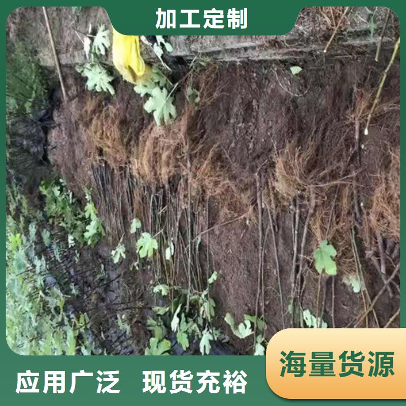 紫果无花果苗本地品牌