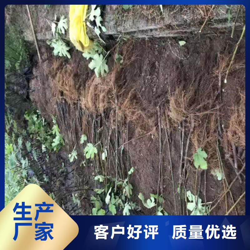 无花果【水蜜桃苗】厂家直销规格多样重信誉厂家