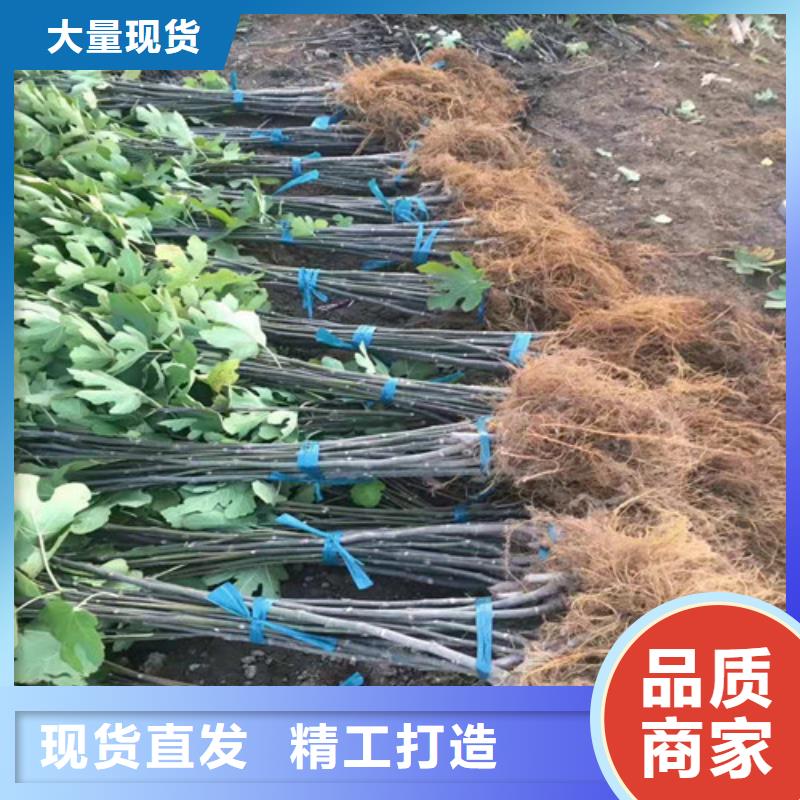 无花果冬枣苗质检严格当地公司