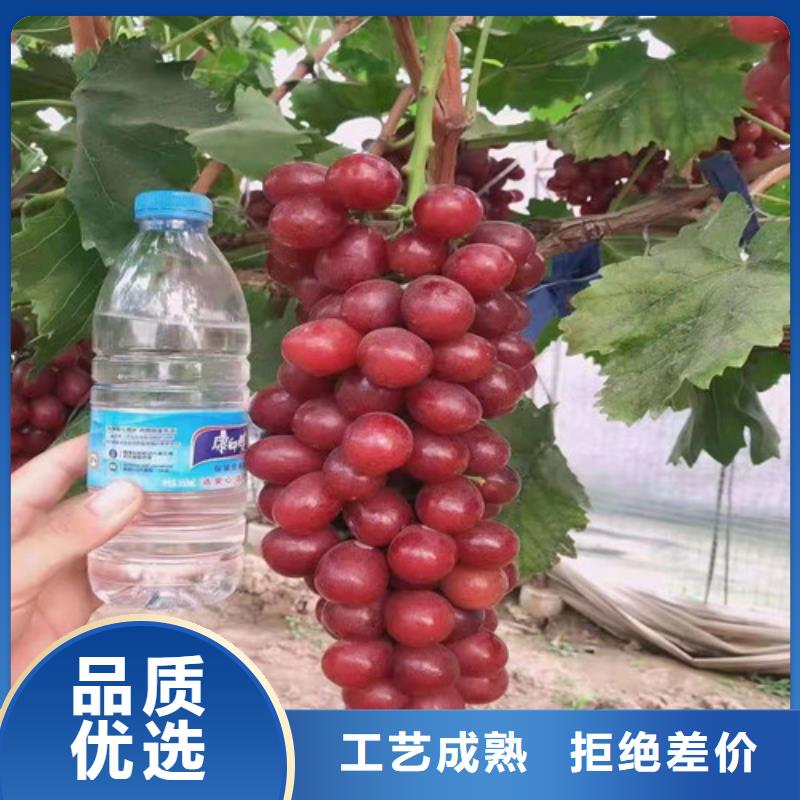 葡萄猕猴桃苗厂家采购当地品牌
