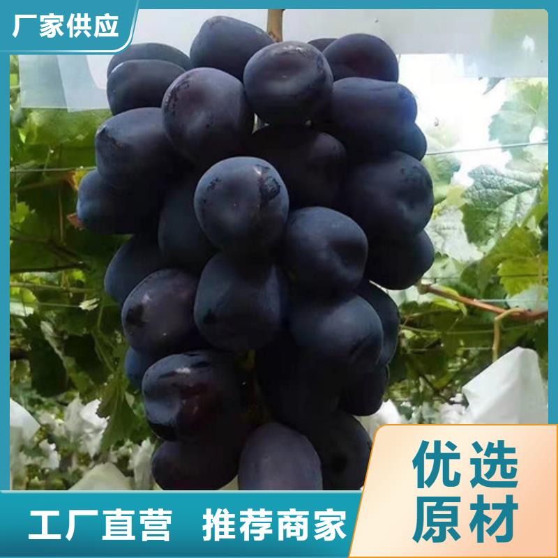 赤霞珠葡萄苗一站式供应