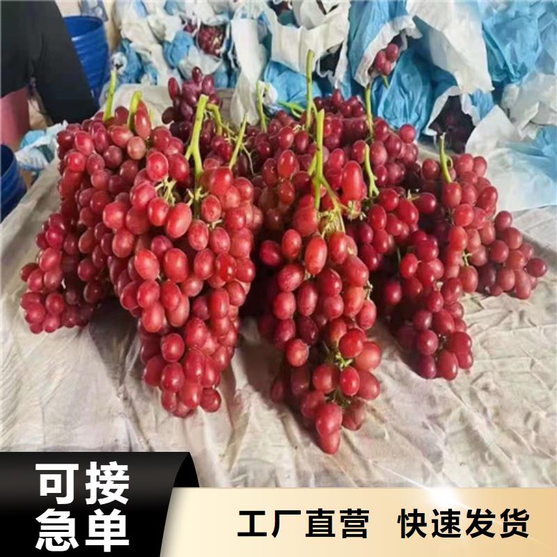 早夏无核葡萄苗专业供货品质管控