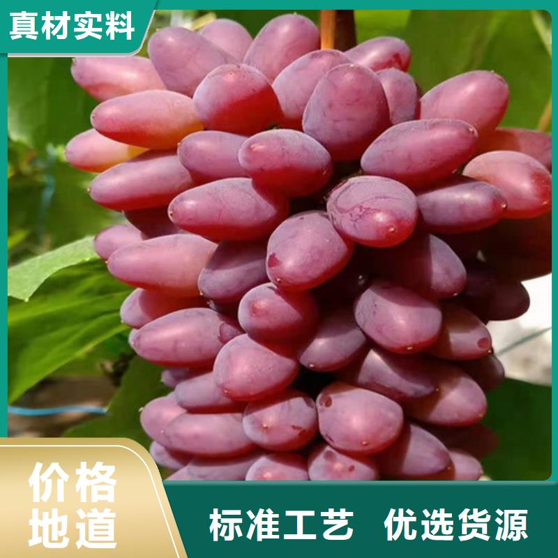 密光葡萄树苗专业设计