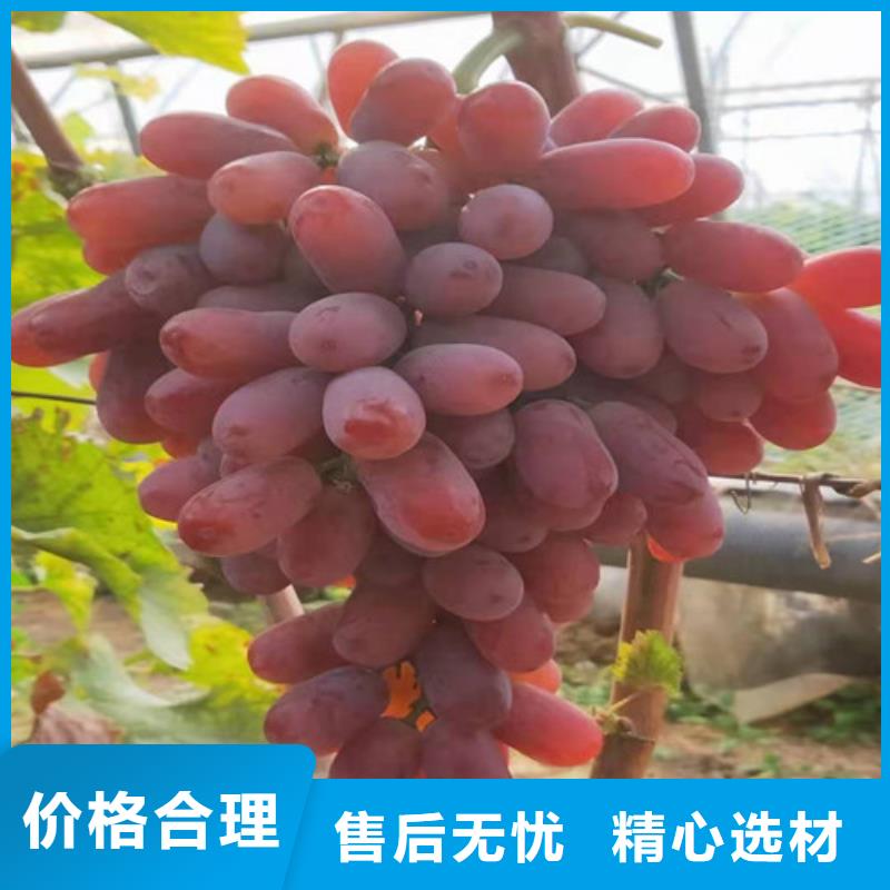 【葡萄香椿苗真材实料诚信经营】本地生产商