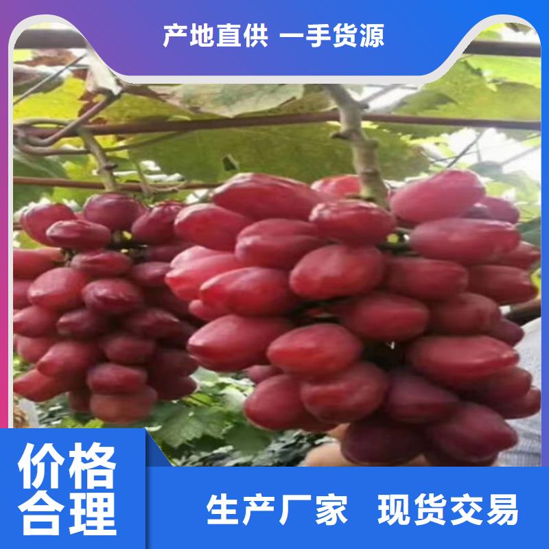 葡萄樱桃苗优选货源长期供应