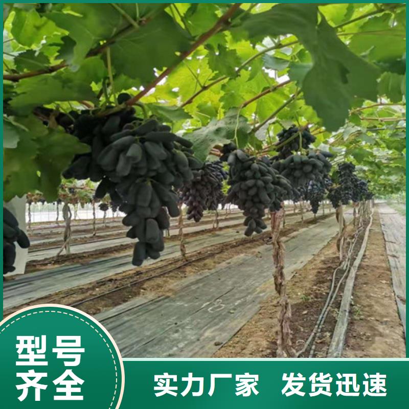 金田玫瑰葡萄苗N年大品牌