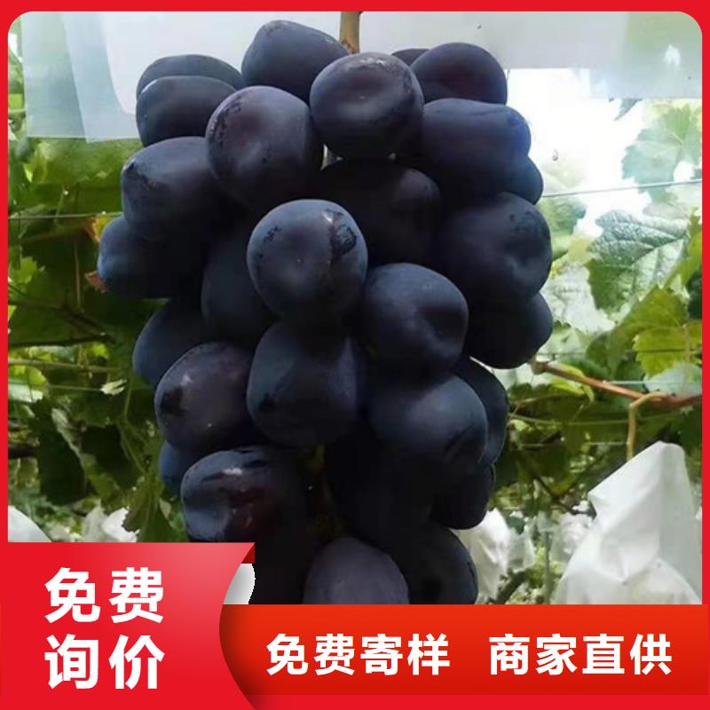 葡萄樱桃树苗质保一年种类丰富