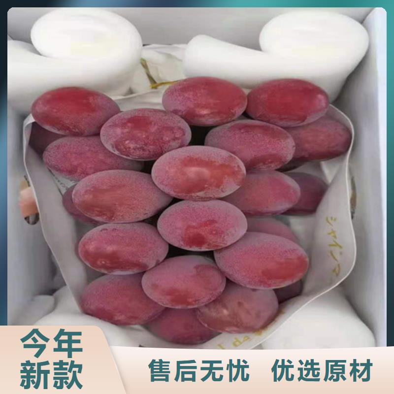 红芭拉多葡萄苗多种场景适用