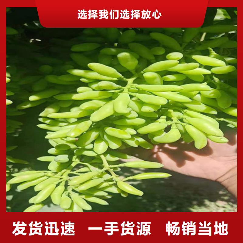醉金香葡萄树一亩地需要多少株当地经销商