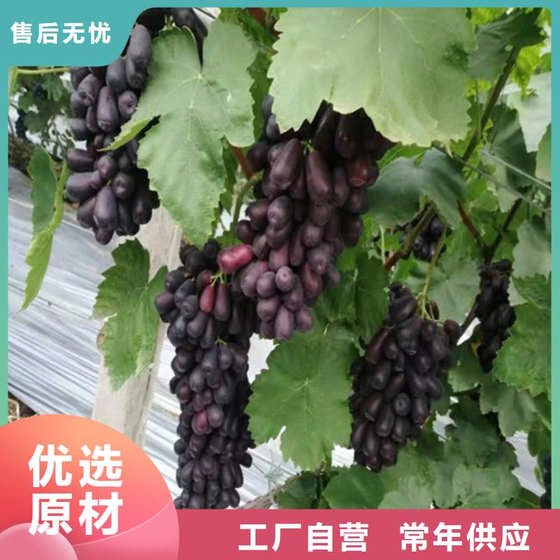 红堤葡萄苗同城供应商